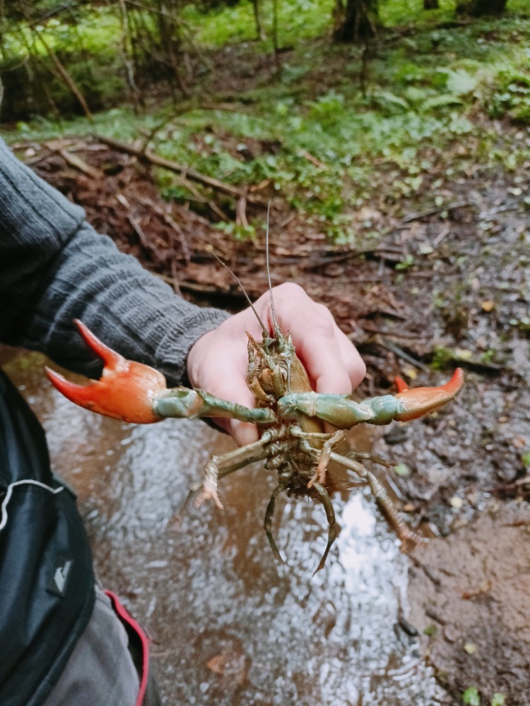 Nejen pstruhy máme v potocích!