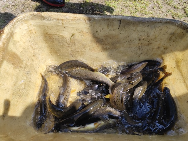 Pstruhové zahájení 2026