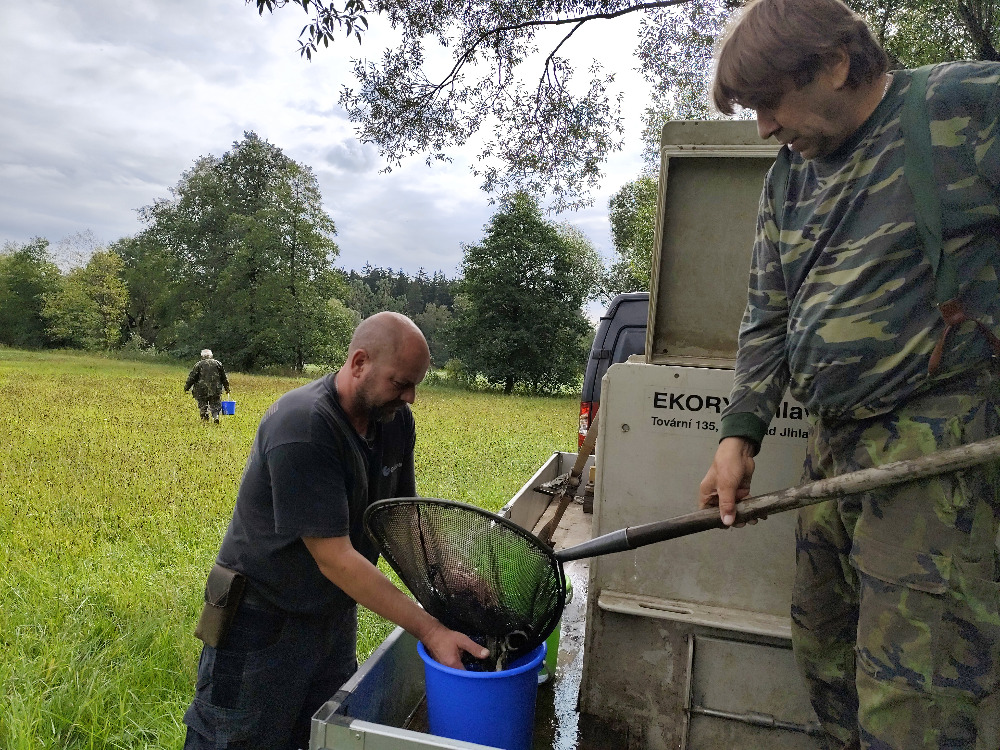 Zarybnění pstruhové Sázavy