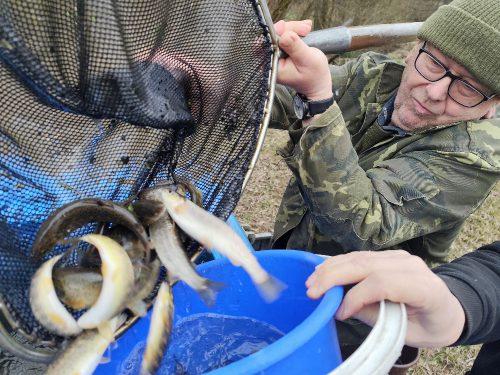 Doplnění stavu pstruha potočního